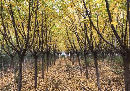 陜西綠宇園林公司“摸家底”  全面開展資產(chǎn)盤點(diǎn)清查工作