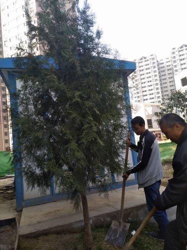 銅煤公司第十二項(xiàng)目部組織職工開展植樹活動