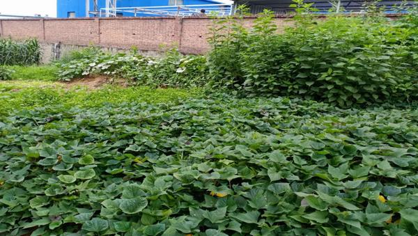 陜煤建設(shè)洗選煤運(yùn)營(yíng)公司紅柳林洗煤廠項(xiàng)目部：職工“菜園子”，舒筋又舒心