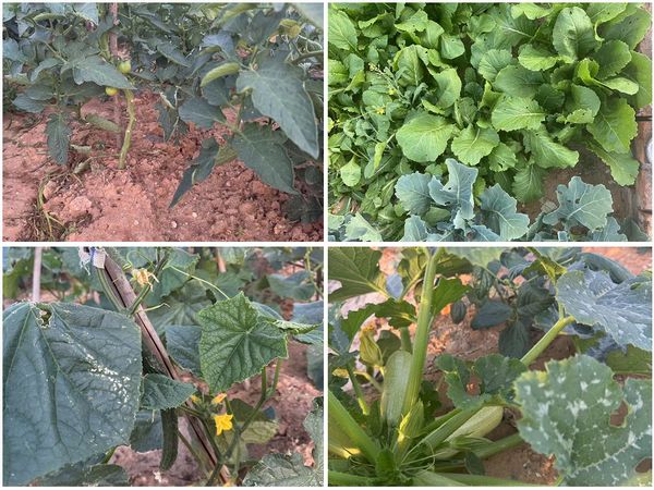 陜煤建設天工公司土建十七部黨支部：小小菜園，播種幸福感