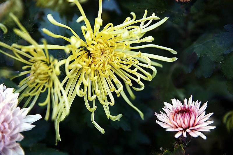 菊色里的清廉雅韻